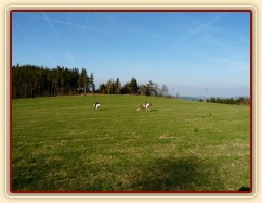 Prostor pro budoucí jízdárnu, Vikina a Divík testují povrch:-)