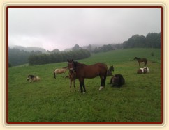 Stádo na pastvině, mají zrovna siestu po dešti