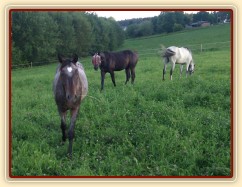 Stádečko mladých hřebců