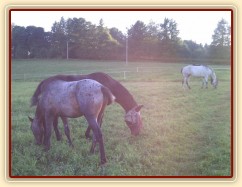 Stádečko mladých hřebců