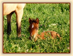 Měsíční hřebeček Gimli schovaný v jeteli
