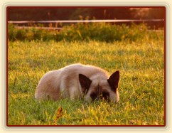 Samantha odpočívá ve večerním slunci