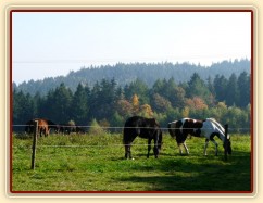 Koně ve vysoké trávě, říjen 2010