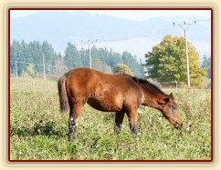 Ascara, půlroční hříbě Agáty