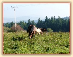 Koně ve vysoké trávě, říjen 2010