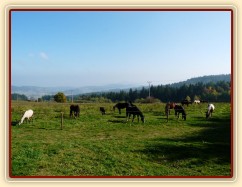 Ze zimního výběhu mají koně pěkný výhled do krajiny:-)