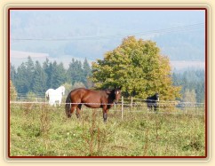 Koně ve vysoké trávě, říjen 2010