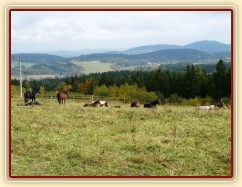 Stádo v zimním výběhu, odpočinek