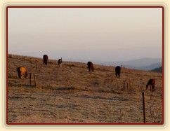 Konec října, východ slunce, ojíněná tráva v zimním výběhu