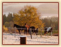 Konec října, východ slunce, ojíněná tráva v zimním výběhu