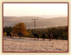 Konec října, východ slunce, ojíněná tráva v zimním výběhu