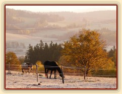 Konec října, východ slunce, ojíněná tráva v zimním výběhu