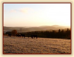 Konec října, východ slunce, ojíněná tráva v zimním výběhu