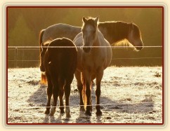 Odpočívající koně, brzké ráno na konci října