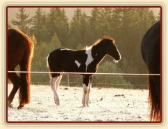 Odpočívající koně, brzké ráno na konci října