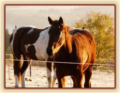 Odpočívající koně, brzké ráno na konci října
