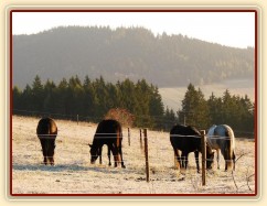 Konec října, východ slunce, ojíněná tráva v zimním výběhu