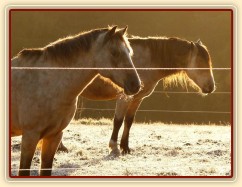Odpočívající koně, brzké ráno na konci října