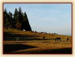 Všech 21 koní, kteří jsou momentálně u nás, na jedné fotce:-)