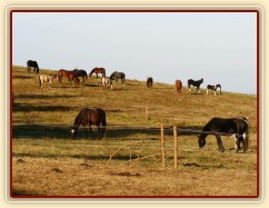 Zimní výběh, konec října