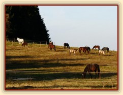 Zimní výběh, konec října
