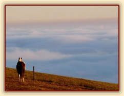 Ranní slunce, koně v zimním výběhu a jejich výhled do krajiny v mlze