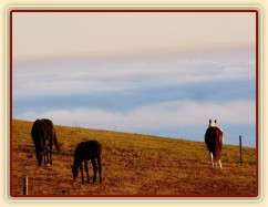 Ranní slunce, koně v zimním výběhu a jejich výhled do krajiny v mlze
