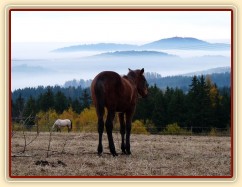 Koně v zimním výběhu, začátek listopadu