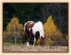 Koně v zimním výběhu, začátek listopadu