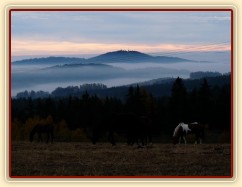 Koně v zimním výběhu, začátek listopadu