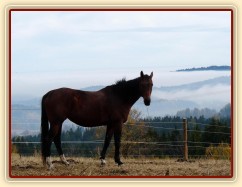 Agáta a kopce v mlze