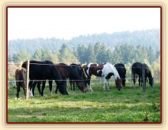 Koně v zimním výběhu