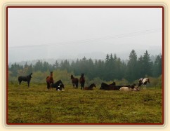 Stádo v zimním výběhu, odpočinek
