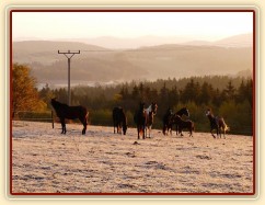 Konec října, východ slunce, ojíněná tráva v zimním výběhu