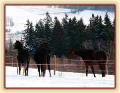 Hřebci a zvědavá kobyla:-)