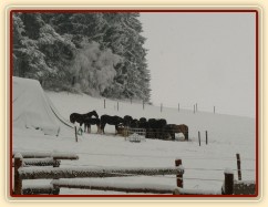 Koně u sena při sněhové bouři