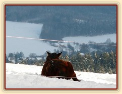Ascara, půlroční hříbě, spánek s výhledem:-)
