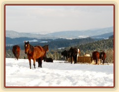 Stádo odpočívá u sena