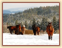 Stádo odpočívá u sena
