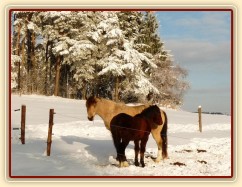 Galen s bráchou - půlročním Gimlim