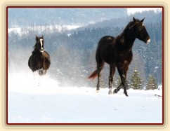 Mladé klisny běží