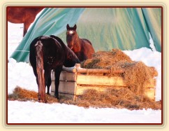 Hřebci u sena a jejich výtvor "seníku vař" :-)