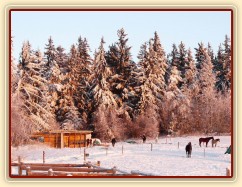 Koně odpočívají  u přístřešku