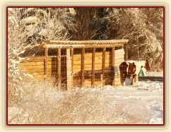 Vikina odpočívá u přístřešku