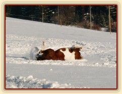 Válení ve sněhu je nejlepší