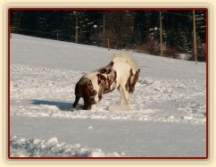 Válení ve sněhu je nejlepší
