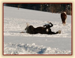 Válení ve sněhu je nejlepší