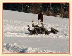 Válení ve sněhu je nejlepší