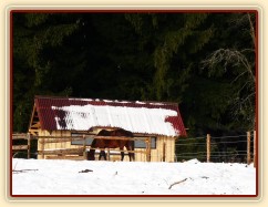 Agáta jí jádro v ohrádce, v pozadí sedlovna