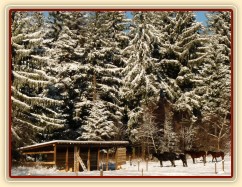 Koně odpočívají u přístřešku